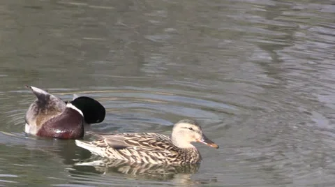 Mallards on a Lake 库存影片 36143749