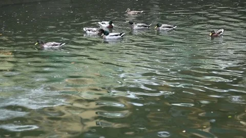Mallards in a lake Vídeo Stock 76234032