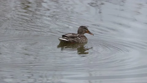 Mallards on a lake Video stock 149914474