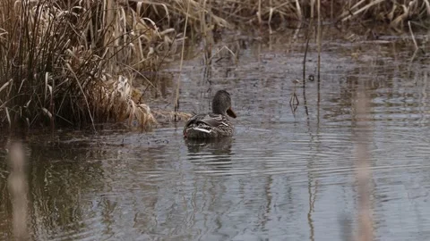 Mallards on a lake Video stock 149915104
