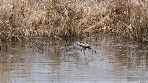 Mallards on a lake Video stock 149915741