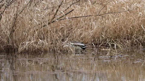 Mallards on a lake Video stock 149916211