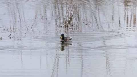 Mallards on a lake Video stock 149916599