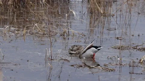 Mallards on a lake Video stock 149917051