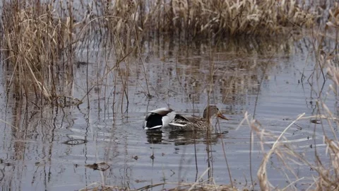 Mallards on a lake Stock Footage 149917054