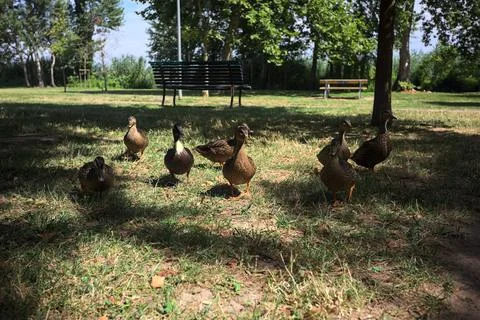 Mallards on the loose Stock Photos