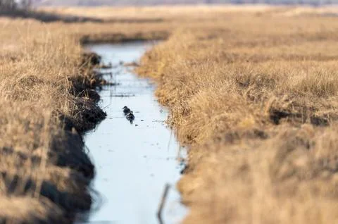 Mallards in the marsh Foto stock