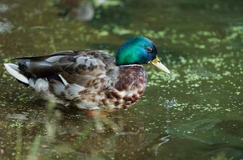 A Mallard's Moment of Tranquility Stock Photos
