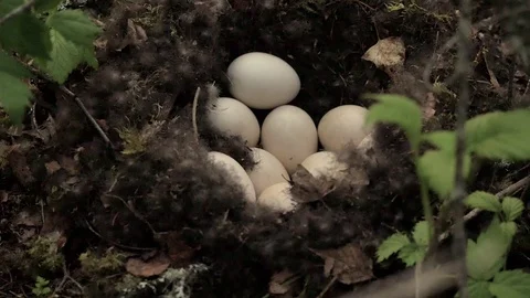 Mallard’s nest with eggs  close-up Stock Footage 73311180