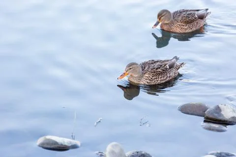 Mallards Stock Photos