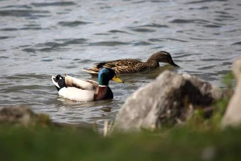 Mallards Stock Photos