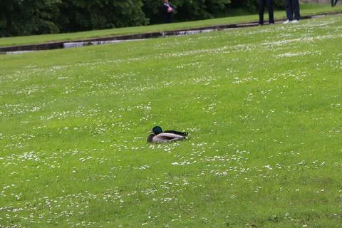 Mallards playing on the water in the river Foto stock
