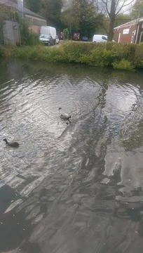 Mallards playing on the water in the river Stock Photos