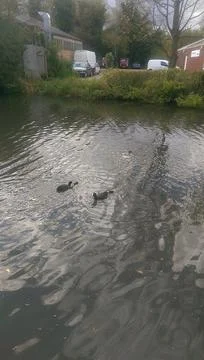 Mallards playing on the water in the river Stock Photos