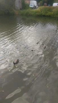 Mallards playing on the water in the river Stock Photos