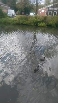 Mallards playing on the water in the river Stock Photos