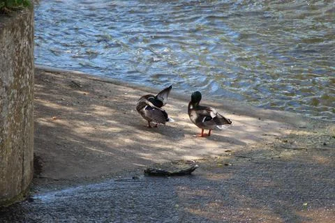 Mallards playing on the water in the river Stock Photos