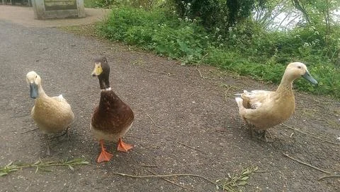 Mallards playing on the water in the river Stock Photos
