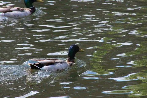 Mallards playing on the water in the river Stock Photos