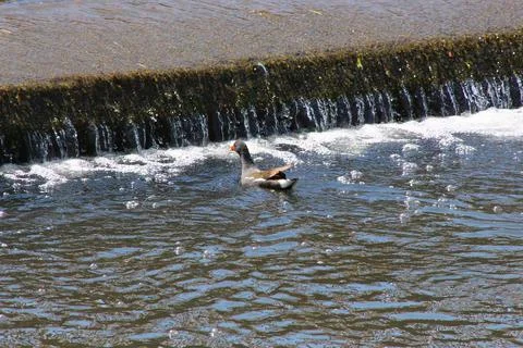 Mallards playing on the water in the river Stock Photos