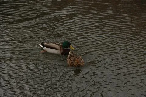 Mallards playing on the water in the river Foto stock