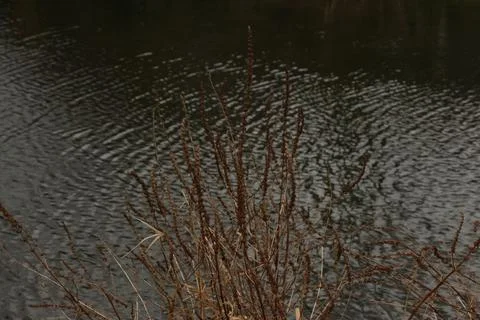 Mallards playing on the water in the river Foto stock