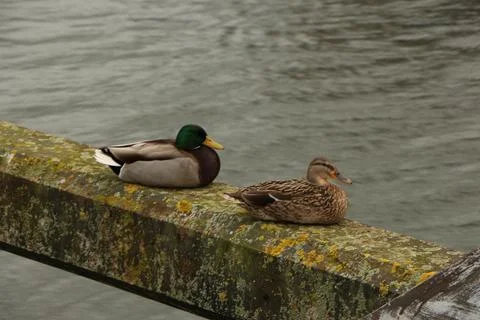 Mallards playing on the water in the river Stock Photos