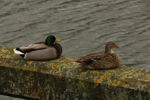 Mallards playing on the water in the river Stock Photos