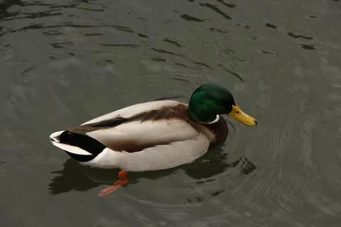 Mallards playing on the water in the river Stock Photos