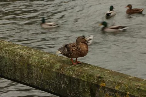 Mallards playing on the water in the river Stock Photos