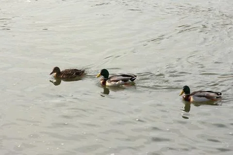 Mallards playing on the water in the river 스톡 사진