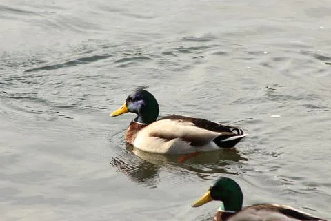 Mallards playing on the water in the river Stock Photos