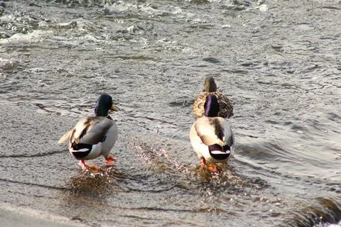 Mallards playing on the water in the river Stock Photos
