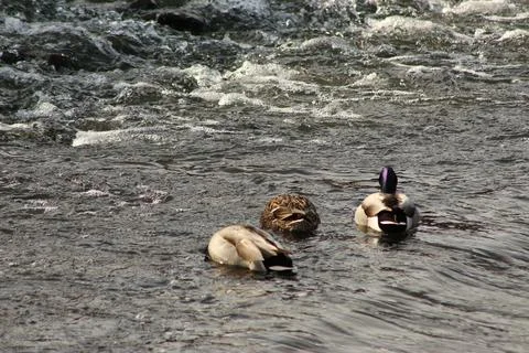 Mallards playing on the water in the river Stock Photos