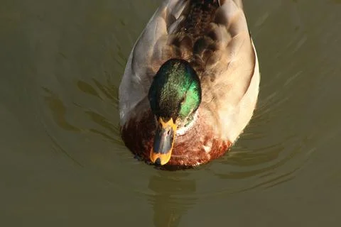 Mallards playing on the water in the river Foto stock