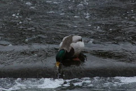 Mallards playing on the water in the river Stock Photos