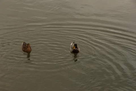 Mallards playing on the water in the river Stock Photos