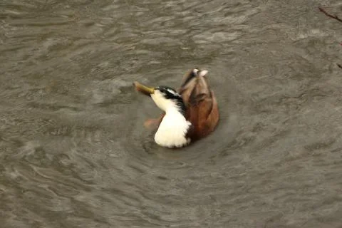 Mallards playing on the water in the river Stock Photos