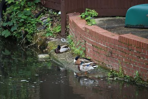 Mallards playing on the water in the river Stock Photos