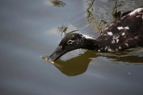 Mallards playing on the water in the river Foto stock