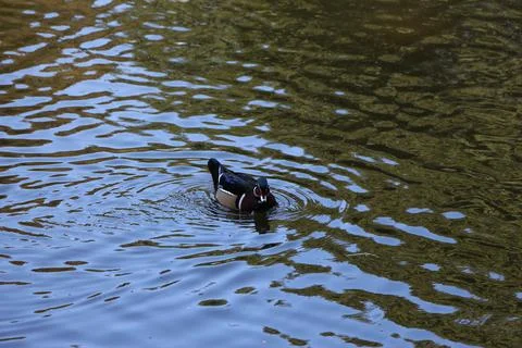 Mallards playing on the water in the river Stock Photos
