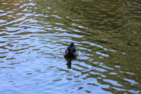 Mallards playing on the water in the river Stock Photos