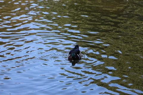 Mallards playing on the water in the river Stock Photos