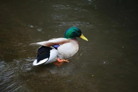 Mallards playing on the water in the river Stock Photos
