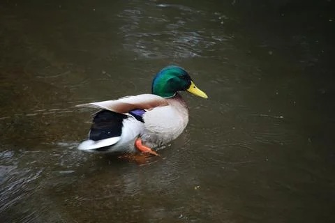 Mallards playing on the water in the river Stock Photos