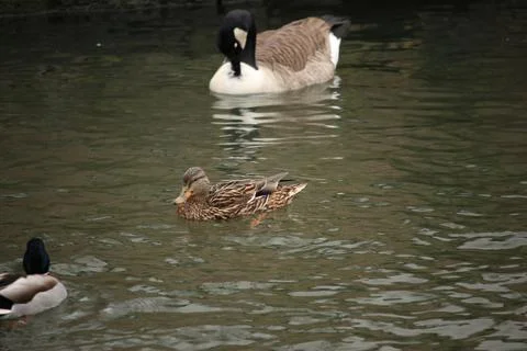 Mallards playing on the water in the river Stock Photos