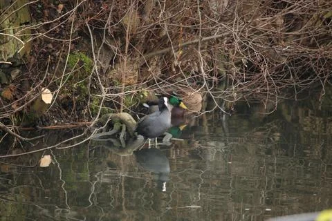 Mallards playing on the water in the river Stock Photos