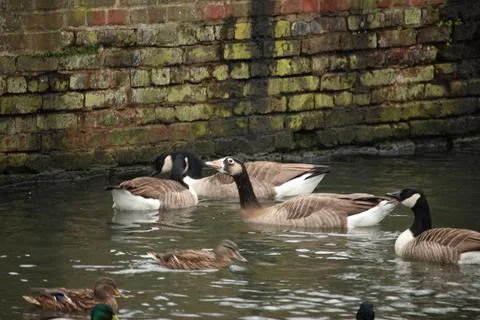 Mallards playing on the water in the river Stock Photos