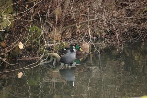 Mallards playing on the water in the river Stock Photos