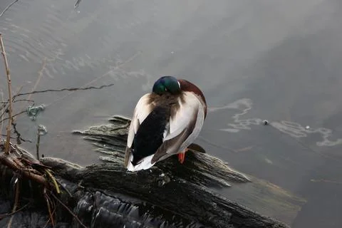 Mallards playing on the water in the river Stock Photos
